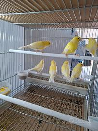 Ucelli