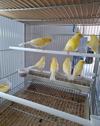 Ucelli