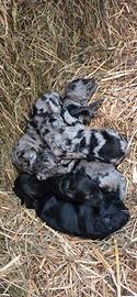 6 CUCCIOLI DI PASTORE BERGAMASCO
