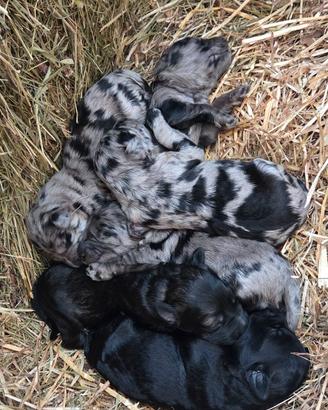 6 CUCCIOLI DI PASTORE BERGAMASCO