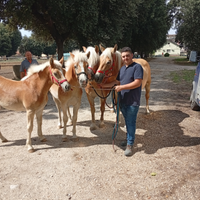 Puledre haflinger
