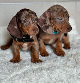 BASSOTTI NANI TEDESCHI - BASSOTTO NANO MERLE puppy