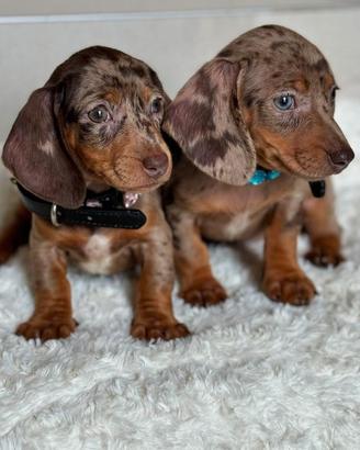 BASSOTTI NANI TEDESCHI - BASSOTTO NANO MERLE puppy
