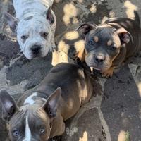 American bully pocket