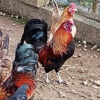 Galli adulti taglia media