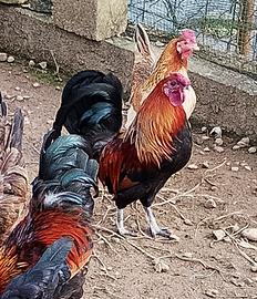 Galli adulti taglia media