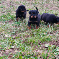 Rottweiler cucciole pedigree ENCI