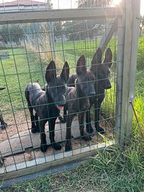 Cuccioli di pastore olandese
