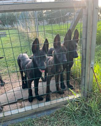 Cuccioli di pastore olandese