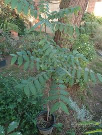 Noce nero (Juglans nigra)