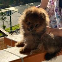 Cucciolo di volpino di Pomerania