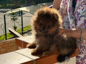 Cucciolo di volpino di Pomerania