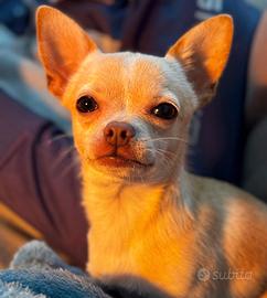 Chihuahua per accoppiamento