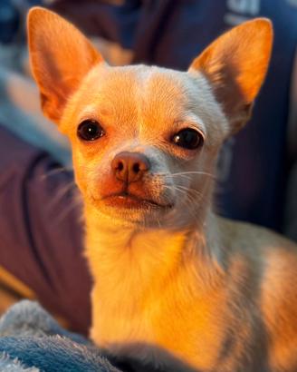 Chihuahua per accoppiamento