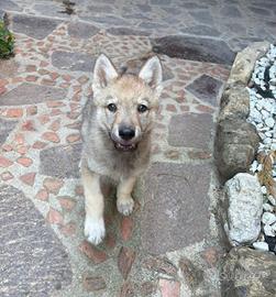Cane lupo cecoslovacco