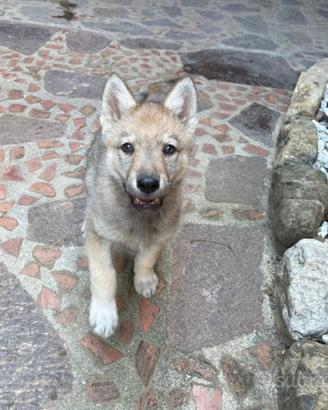 Cane lupo cecoslovacco