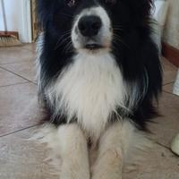 Border collie con pedigree per accoppiamento