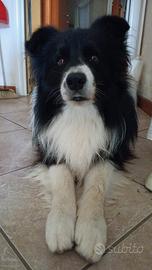 Border collie con pedigree per accoppiamento