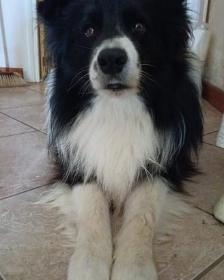 Border collie con pedigree per accoppiamento