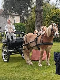 Cavallo