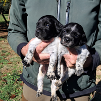 Allevamento breton del Montecchio