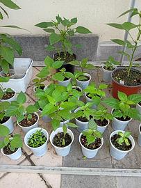 Piantine peperoncino