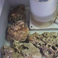 Rocce vive freschissime appena arrivate