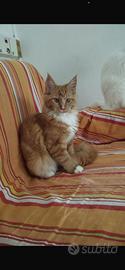 Gatti Maine Coon
