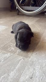 Cuccioli Staffy