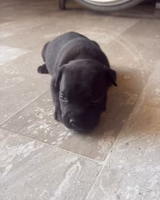 Cuccioli Staffy