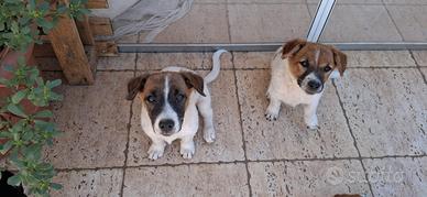 Cagnolini