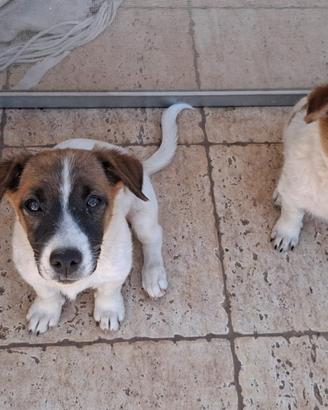 Cagnolini
