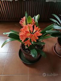 Clivia in vaso da 2 piante