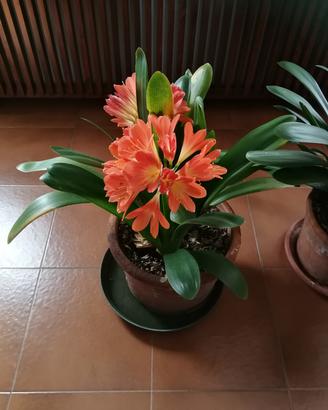 Clivia in vaso da 2 piante