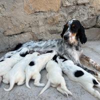 Cuccioli setter inglese
