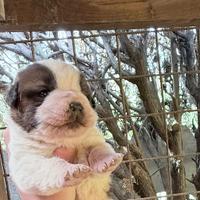 Cuccioli di San Bernardo