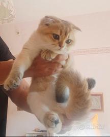 Scottish fold golden con pedigree