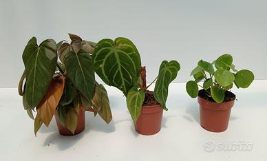 Bundle Ph. Summer, Glory Ant. Magnificum, Pilea