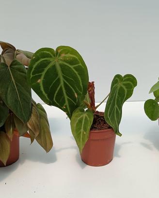 Bundle Ph. Summer, Glory Ant. Magnificum, Pilea