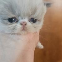 Gatto persiano bicolor seal point