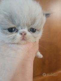 Gatto persiano bicolor seal point