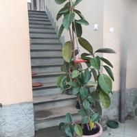 pianta ficus
