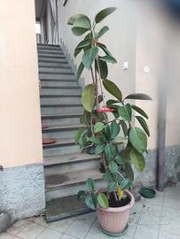 pianta ficus