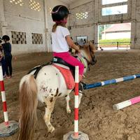 Pony schetland da scuola