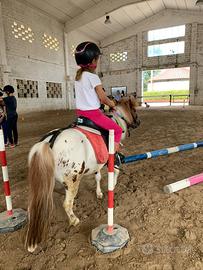 Pony schetland da scuola