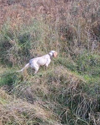 Setter