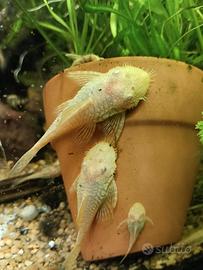 Ancistrus Gold