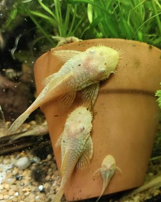Ancistrus Gold