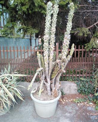 Pianta cactus