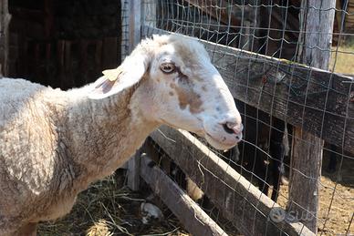 Pecore Jura e incrocio Brogna/Frisona